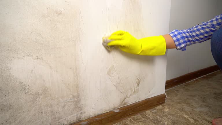 Mold Remediation for Vacation Homes in Holly Hill, FL